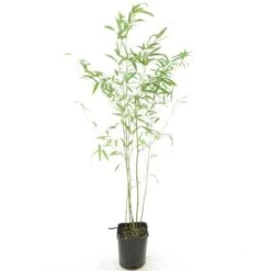 Phyllostachys Humilis - Pot 14 X 14 Cm