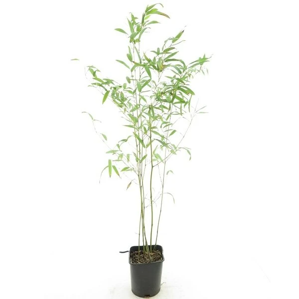 Phyllostachys Humilis - Pot 14 X 14 Cm