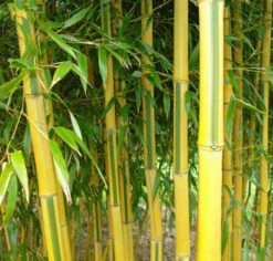Phyllostachys Aureosulcata Spectabilis - Totale Hoogte 170+ Cm - Pot 5 Ltr
