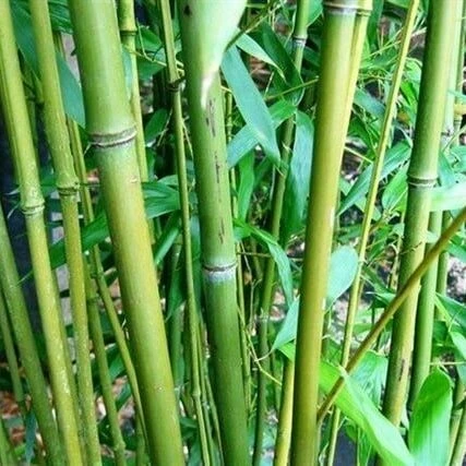 Phyllostachys Bissetii - Pot 10 Ltr [pallet]