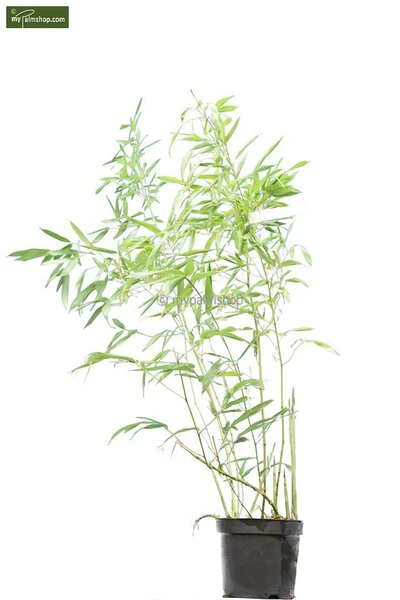 Phyllostachys Bissetii - Totale Hoogte 180+ Cm - Pot 5 Ltr - Afbeelding 2