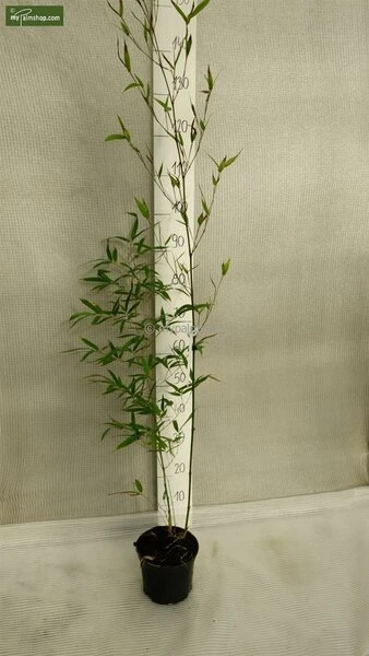 Phyllostachys Aureosulcata Aureocaulis - Totale Hoogte 100+cm - Pot 5 Ltr - Afbeelding 2