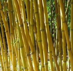 Phyllostachys Aureosulcata Aureocaulis - Pot 15 Ltr [pallet]