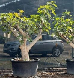 Ficus Carica Brown Turkey - Pot Ø 90 Cm [pallet]