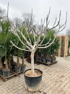 Ficus Carica Brown Turkey - Pot Ø 70 Cm [pallet]