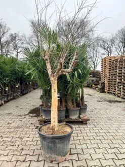 Punica Granatum Dente Di Cavallo - Pot Ø 50 Cm [pallet]