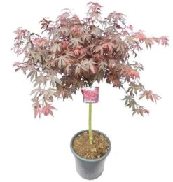Acer Palmatum Skeeters Broom - Stam 60-70 Cm - Totale Hoogte 120-140 Cm - Pot 15 Ltr