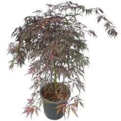 Acer Palmatum Dissectum Garnet - Stam 50-60 Cm - Totale Hoogte 110-130 Cm - Pot 15 Ltr