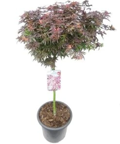 Acer Palmatum Shaina - Stam 60-80 Cm - Totale Hoogte 110-130 Cm - Pot 15 Ltr
