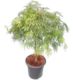 Acer Palmatum Dissectum - Stam 55-65 Cm - Totale Hoogte 100-120 Cm - Pot 15 Ltr