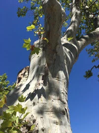 Platanus Acerifolia - Totale Hoogte 150+ - Pot Ø 26 Cm - Afbeelding 2