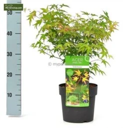 Acer Palmatum Little Princess - Totale Hoogte 50-60 Cm - Pot 3 Ltr