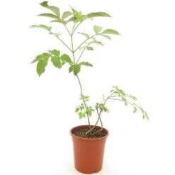 Sambucus Nigra Chocolate Marzipan - Pot Ø 21 Cm