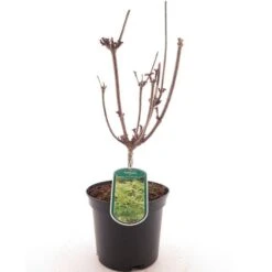 Sambucus Nigra Golden Tower - Pot Ø 19 Cm