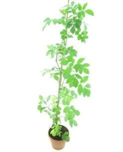 Sambucus Nigra - Totale Hoogte 100-120 Cm - Pot Ø 19 Cm