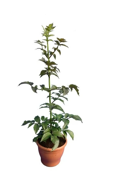 Sambucus Nigra Black Tower - Totale Hoogte 80-100 Cm - Pot Ø 19 Cm