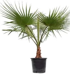 Washingtonia Robusta - Stam 50+ Cm - Totale Hoogte 160+ Cm - Pot Ø 45 Cm [pallet]