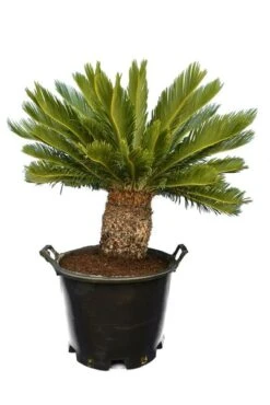 Cycas Revoluta - Stam 45-55 Cm - Totale Hoogte 130-160 Cm - Pot Ø 48 Cm [pallet]