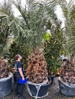 Jubaea Chilensis - Stam 140-160 Cm - Totale Hoogte 300+ Cm - Pot Ø 110 Cm [pallet]