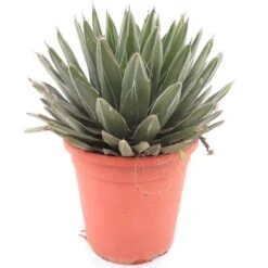 Agave Victoria Reginae - Pot Ø 26 Cm