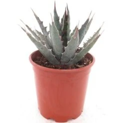 Agave Xylonacantha - Pot Ø 20 Cm