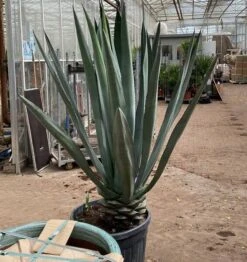 Agave Blue - Pot Ø 60 [pallet]