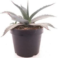 Agave Franzosinii - Pot Ø 22 Cm