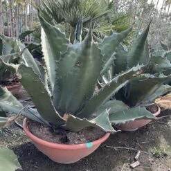 Agave Ferox XL [pallet]