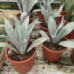 Agave Franzosinii - Totale Hoogte 70-90 Cm - Pot Ø 38 Cm [pallet]