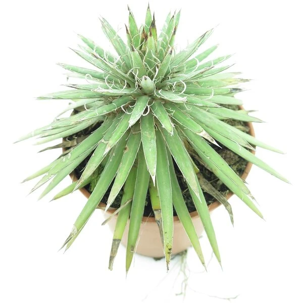 Agave Filifera - Pot Ø 14 Cm