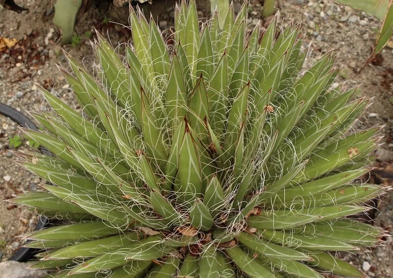 Agave Filifera - Pot Ø 14 Cm - Afbeelding 2