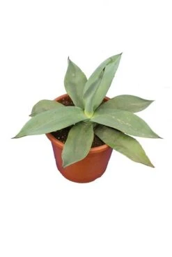 Agave Weberi - Pot Ø 26 Cm