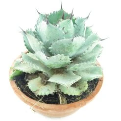 Agave Potatorum - Pot Ø 17 Cm