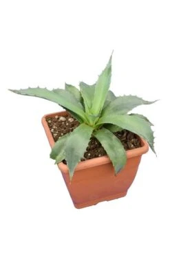Agave Montana - Pot 14 X 14 Cm