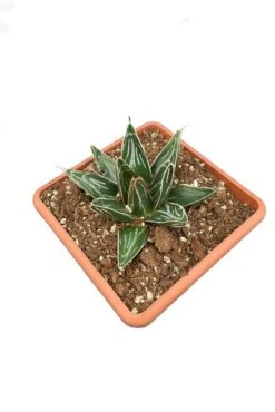 Agave Victoria Reginae - Pot 14 X 14 Cm