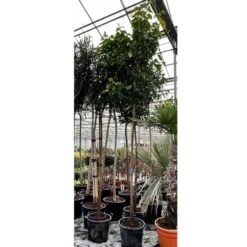 Citrus Aurantium - Pot Ø 50 Cm [pallet]