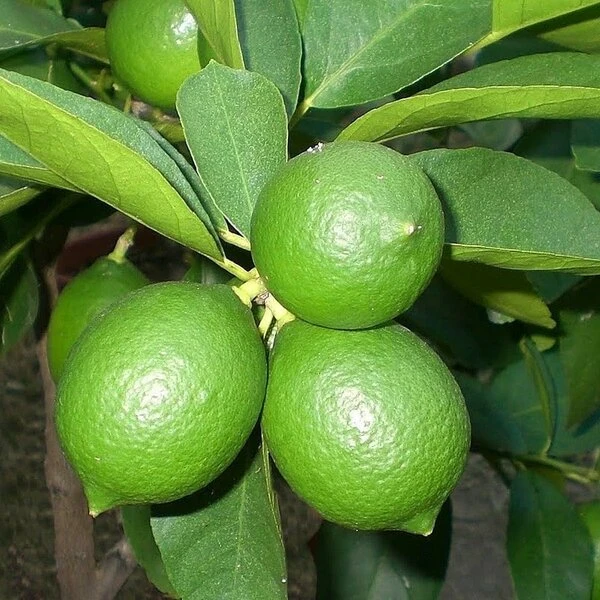 Citrus Latifolia - Stam 15-25 Cm - Totale Hoogte 50-60 Cm - Pot 13 Cm