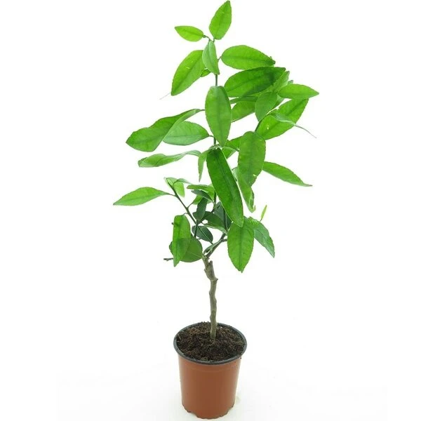 Citrus Latifolia - Stam 15-25 Cm - Totale Hoogte 50-60 Cm - Pot 13 Cm - Afbeelding 2