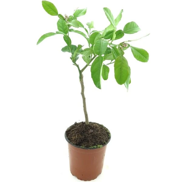 Citrus Hystrix - Stam 15-25 Cm - Totale Hoogte 40-50 Cm - Pot Ø 13 Cm - Afbeelding 3