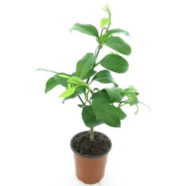Citrus Bergamia - Stam 15-25 Cm - Totale Hoogte 40-50 Cm - Pot Ø 13 Cm - Afbeelding 2