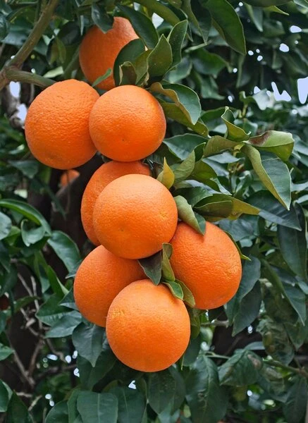 Citrus Sinensis - Stam 15-25 Cm - Totale Hoogte 50-60 Cm - Pot Ø 13 Cm - Afbeelding 2