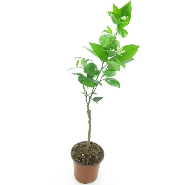 Citrus Sinensis - Stam 15-25 Cm - Totale Hoogte 50-60 Cm - Pot Ø 13 Cm - Afbeelding 3