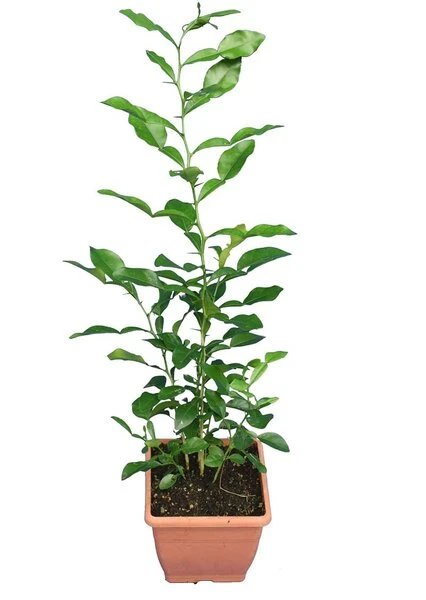 Citrus Hystrix - Totale Hoogte 60-80 Cm - Pot Ø 23 Cm - Afbeelding 3
