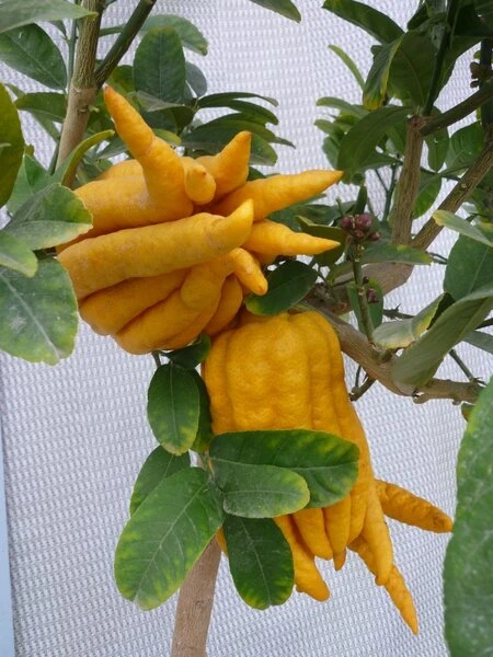 Citrus Medica Var. Sarcodactylis Digitata - Totale Hoogte 80-100 Cm - Pot Ø 23 Cm - Afbeelding 3