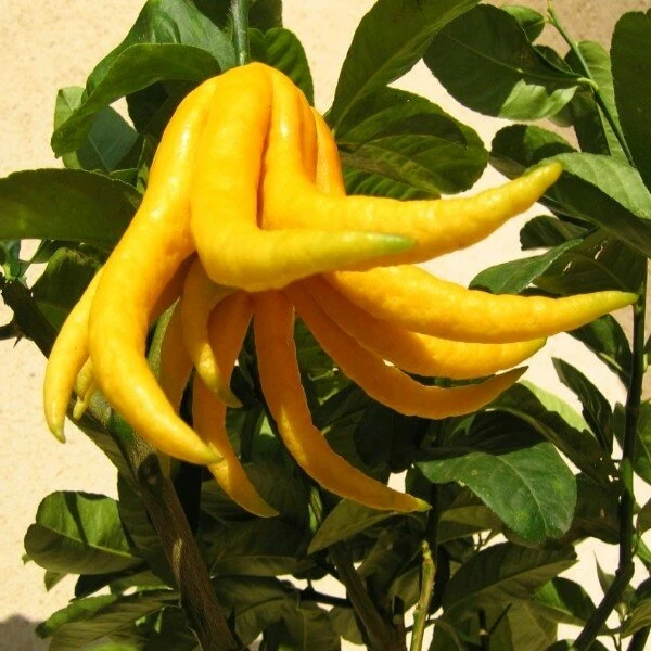 Citrus Medica Var. Sarcodactylis Digitata - Totale Hoogte 80-100 Cm - Pot Ø 23 Cm - Afbeelding 4