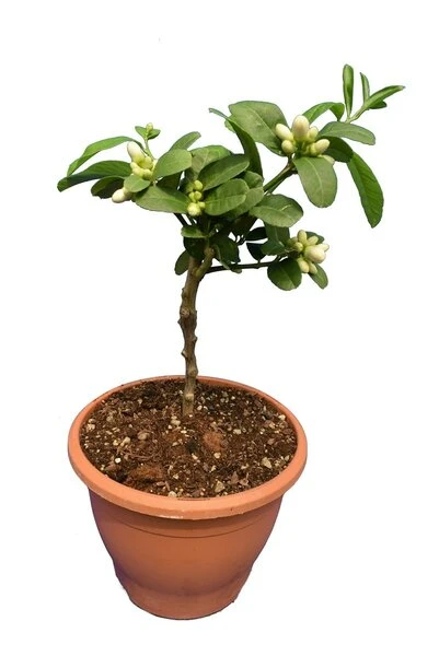 Citrus Medica Var. Sarcodactylis Digitata - Totale Hoogte 80-100 Cm - Pot Ø 23 Cm - Afbeelding 5