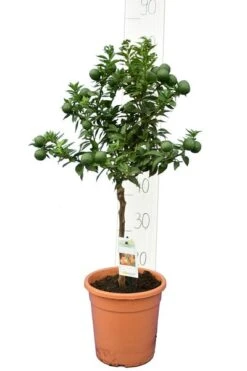 Citrus Myrtifolia - Stam 30-40 Cm - Totale Hoogte 70-100 Cm - Pot 20 Cm
