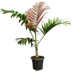 Chambeyronia Macrocarpa - Totale Hoogte 150-170 Cm - Pot Ø 40 Cm [pallet]