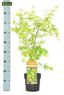 Acer Palmatum Katsura Totale Hoogte 50-60 Cm - Pot 3 Ltr