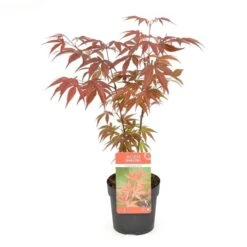 Acer Palmatum Atropurpureum - Totale Hoogte 60-80 Cm - Pot 3 Ltr
